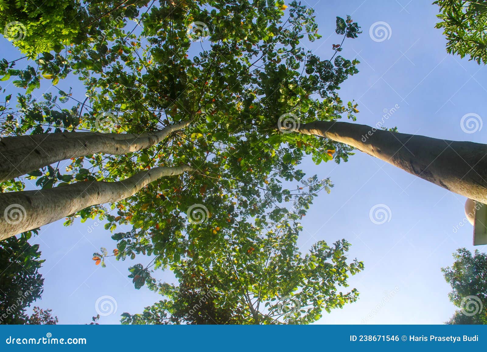 jabon tree photo taken from below with a clear sky background in the morning.