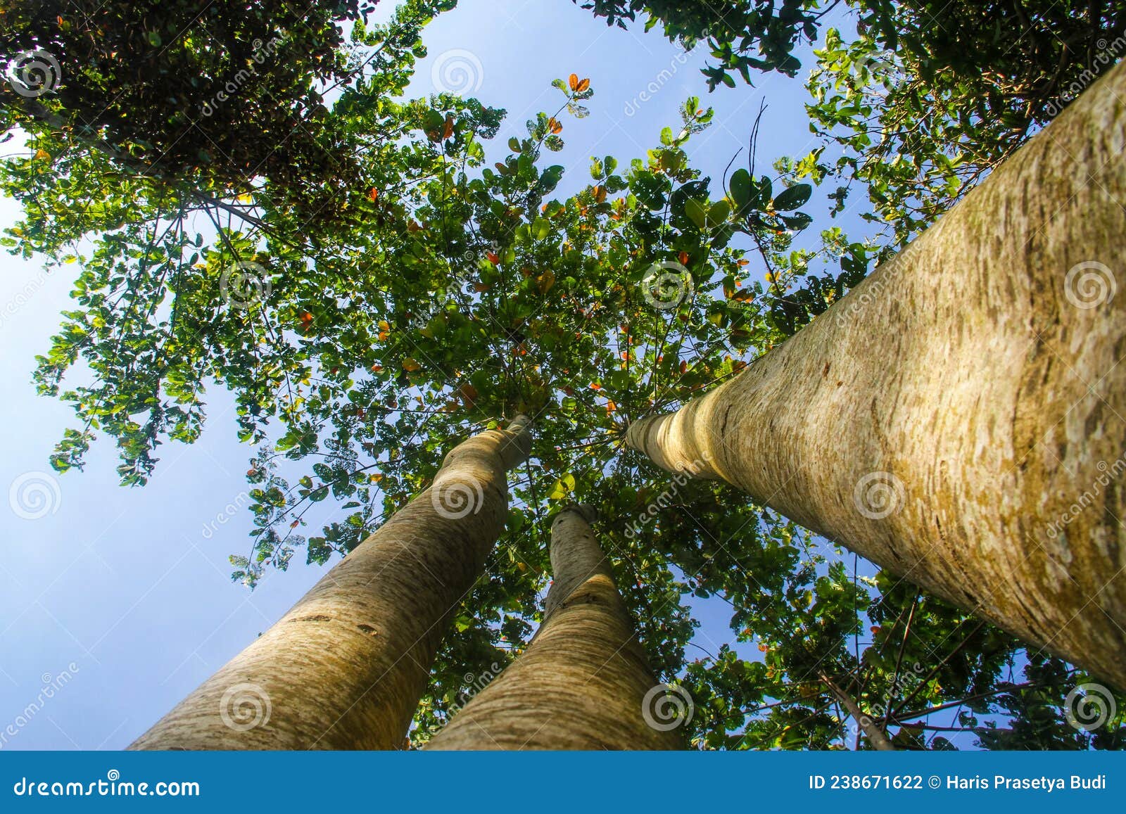 jabon tree photo taken from below with a clear sky background in the morning.