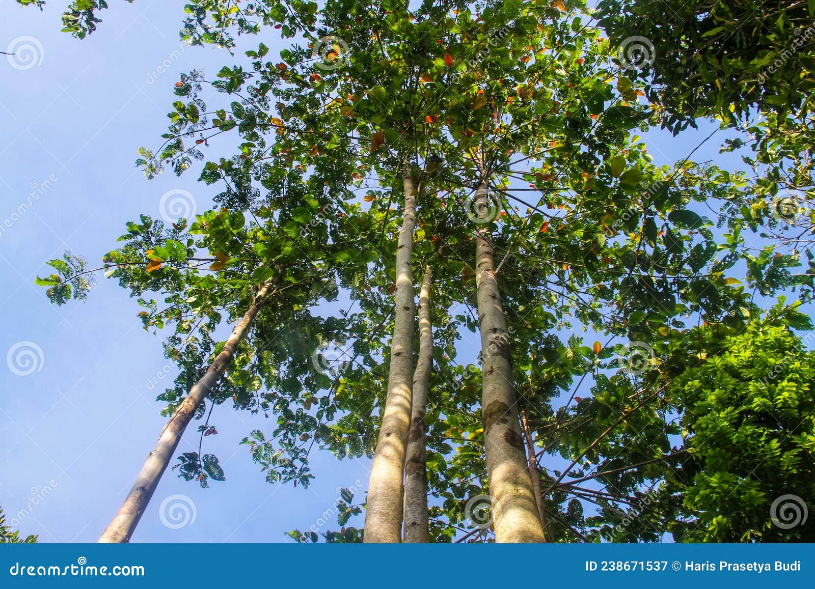 jabon trees photo taken from below with a clear sky background in the morning.