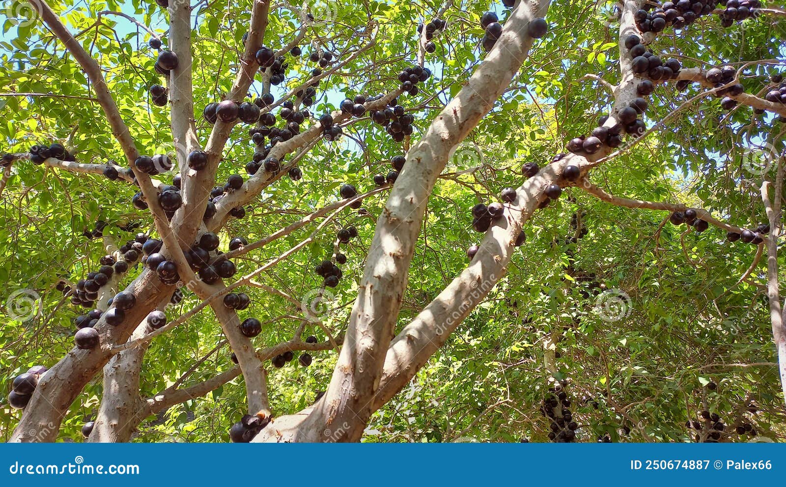 jabuticaba or jabuticaba tree with black sweet fruits