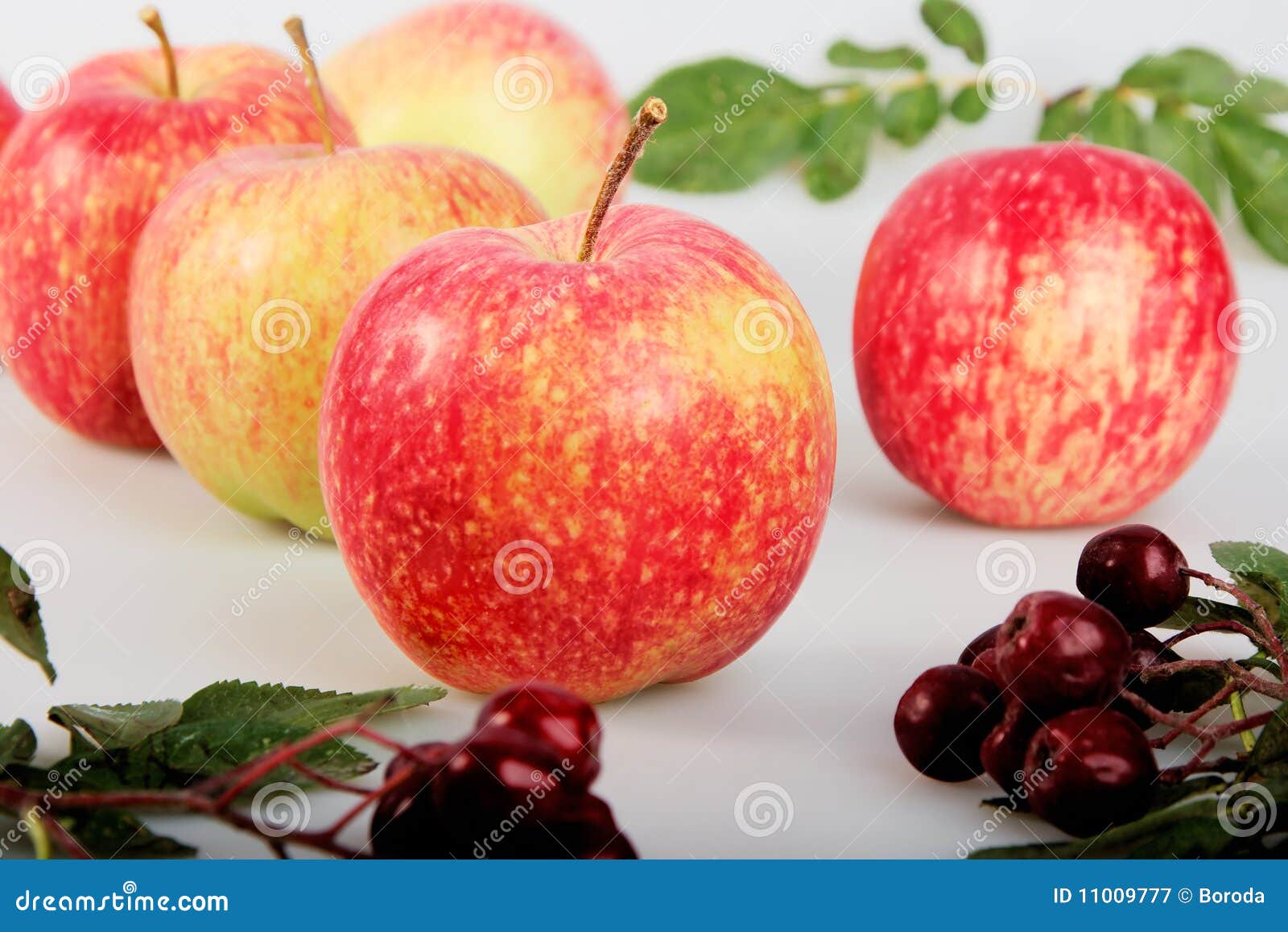 Jabłek ashberry życia czerwień wciąż yellow. Jabłek ashberry tła best zakończenia ostrości życie lokalizować czerwień w górę wciąż dokąd biały pracy yellow