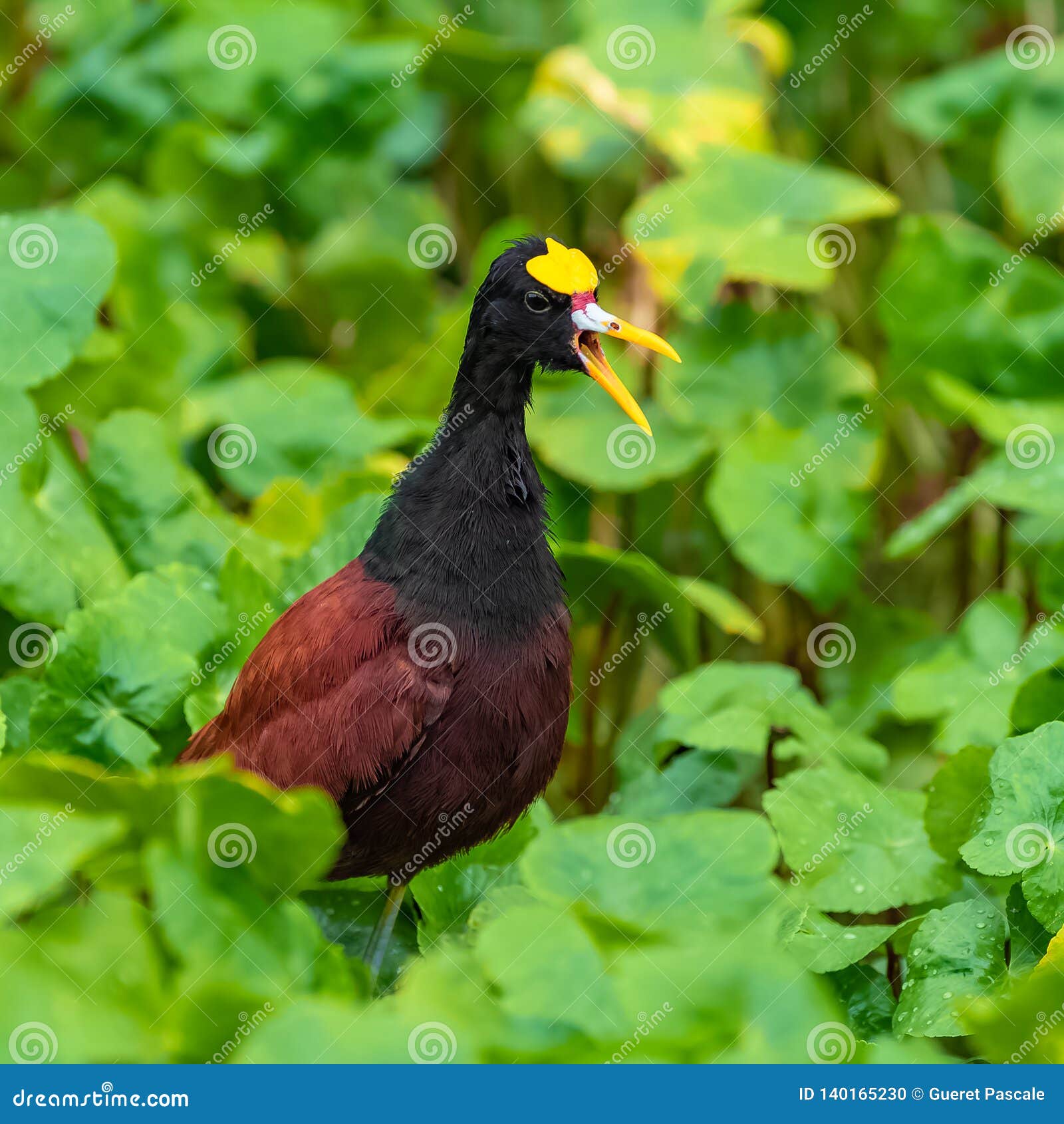 Jacana Du Nord Oiseau Photo Stock Image Du Couleur 140165230