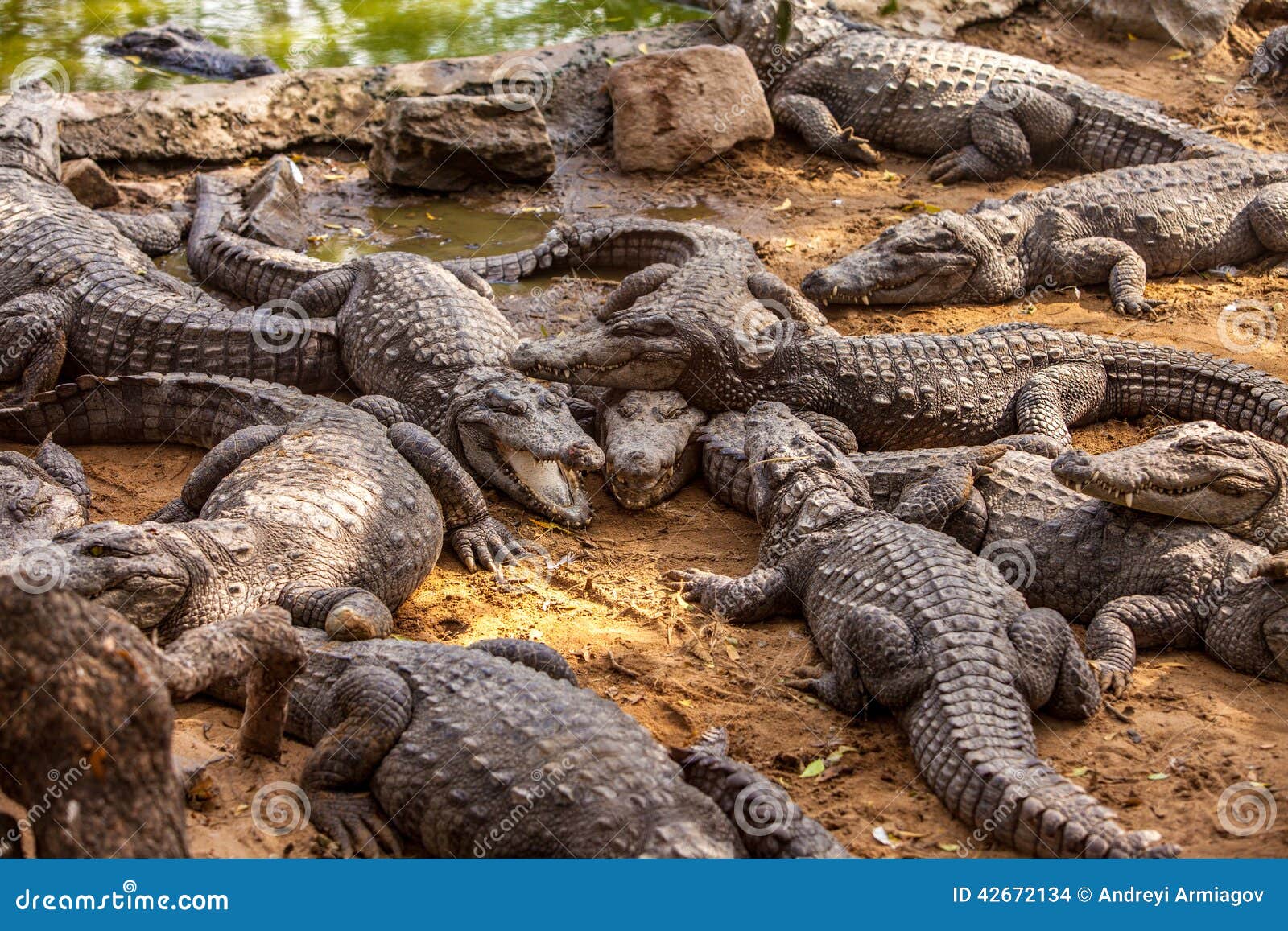 Featured image of post Imagens De Crocodilo E Jacaré / Baixe crocodilo fotos no melhor site de banco de imagens, com milhões de fotos, imagens e figuras sem royalties e de alta qualidade premiu com preços acessíveis.