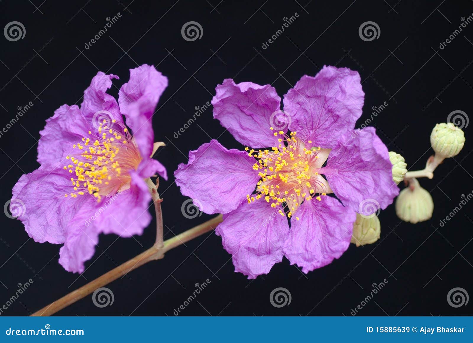 Jacaranda stock image. Image of plant, bignoniaceae, summer - 15885639
