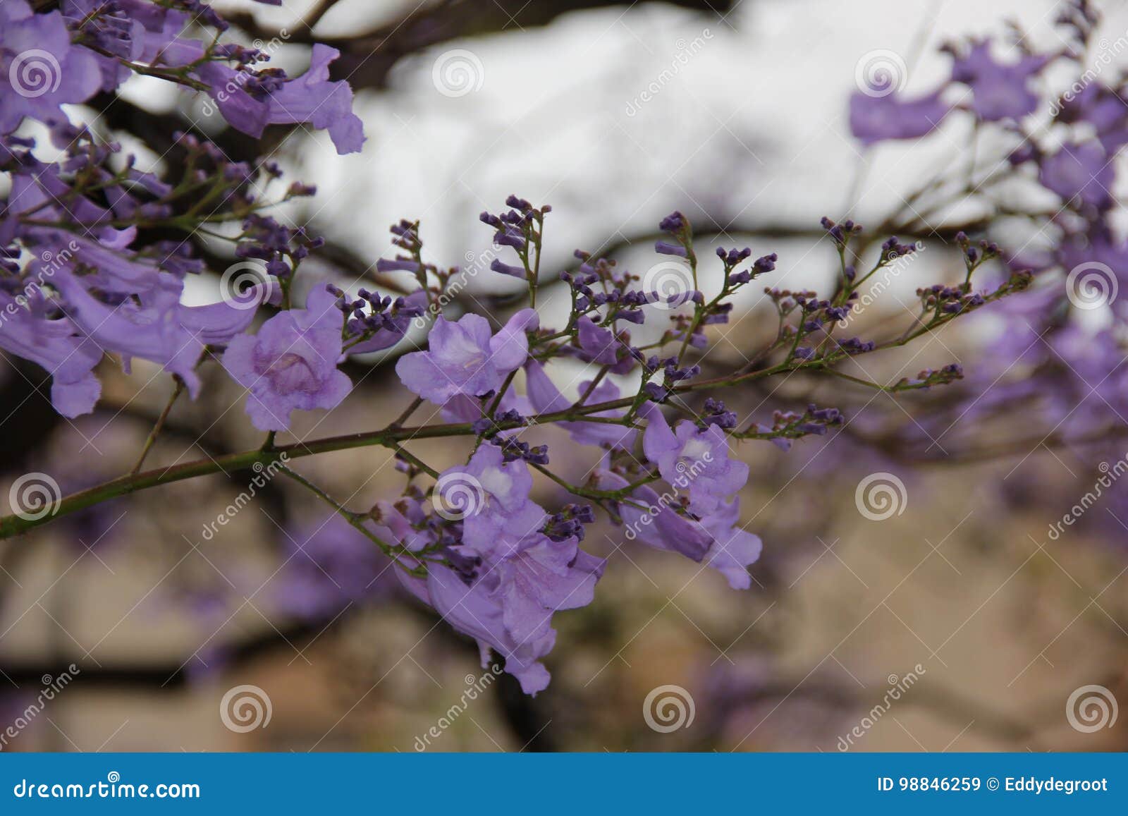 Jacaranda Image Stock Image Du Destination Stationnement