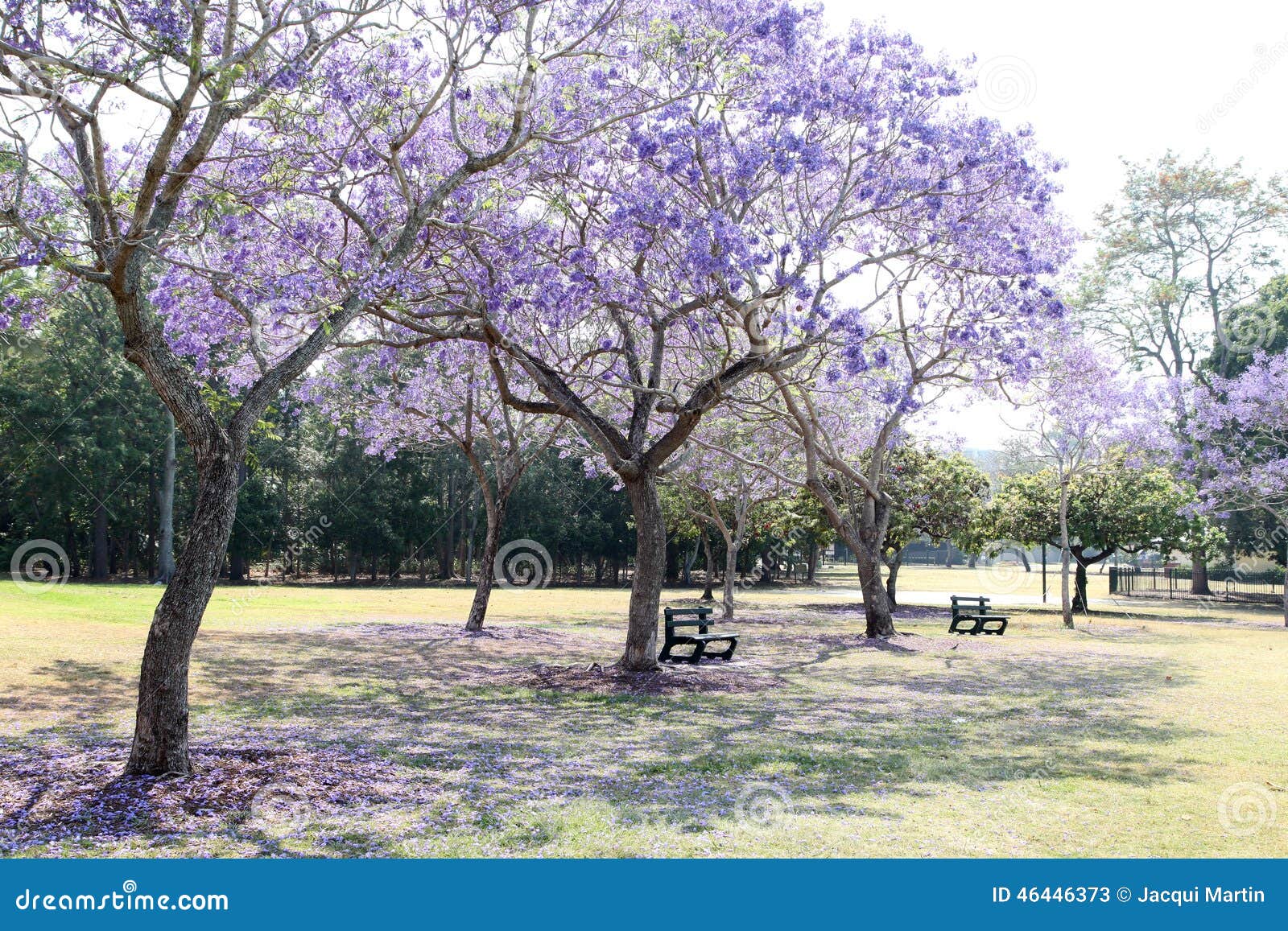 jacaranda tree near me jacaranda tree near me