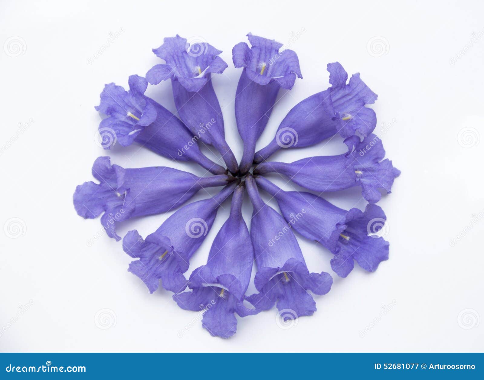 3 flower bouquet tattoo flowers stock nature Image image. floral, of Jacaranda