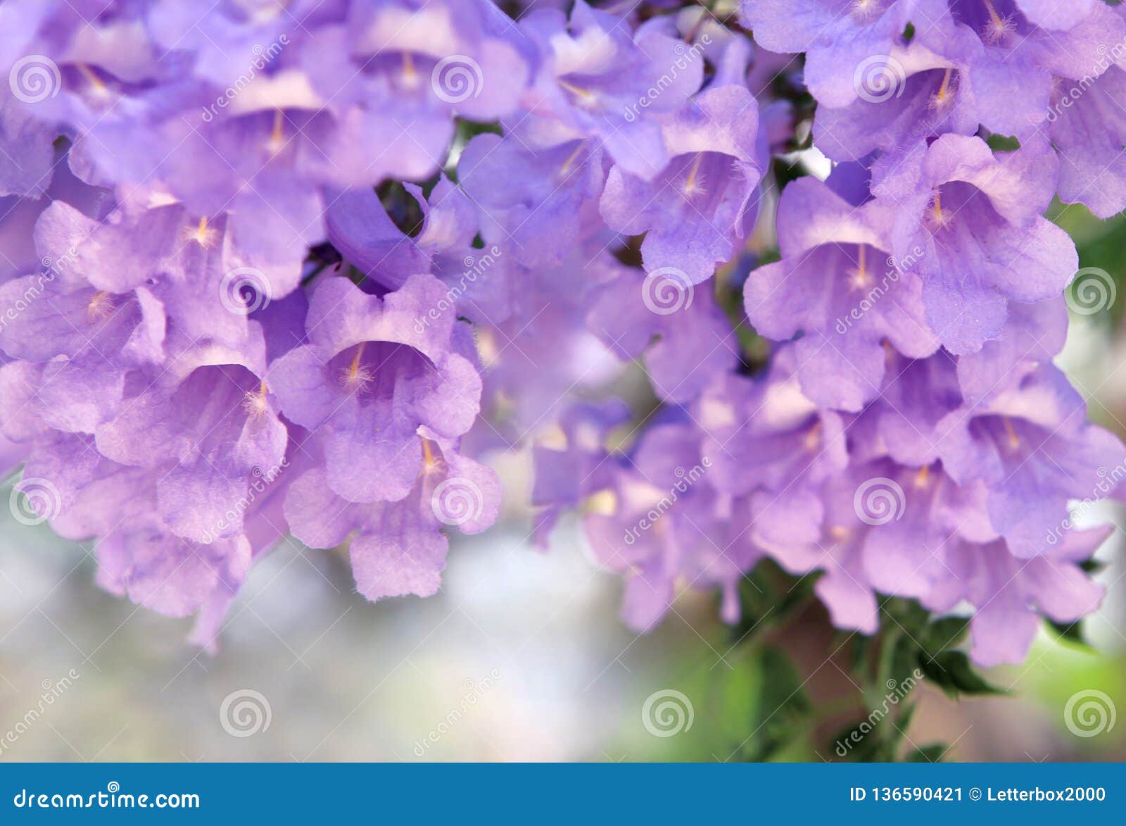 jacaranda tree with purple flowers jacaranda tree with purple flowers