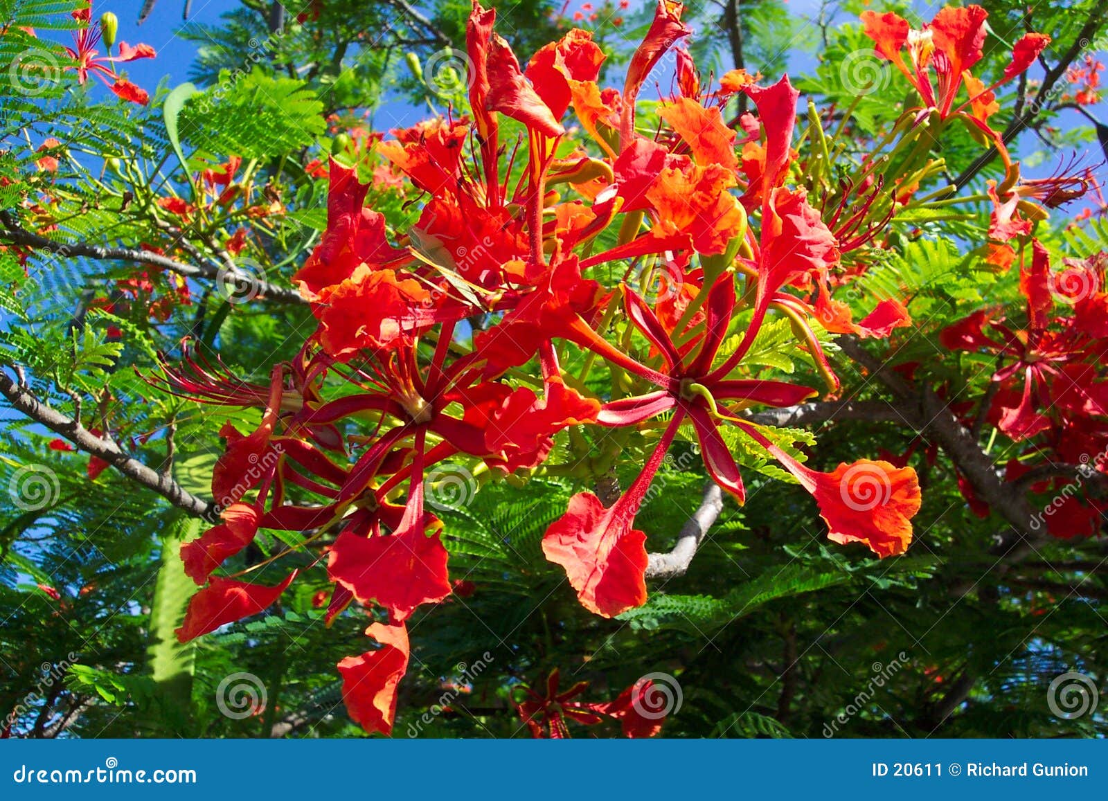 178 Jacaranda Mexico Stock Photos - Free & Royalty-Free Stock Photos from  Dreamstime