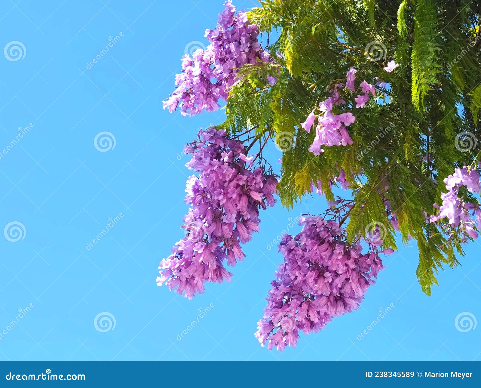 Jacaranda Mimosifolia Purple Blooming Palisander Tree Stock Image