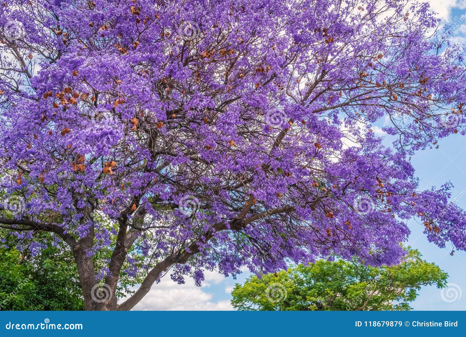 Jacaranda Tree In Ayamonte Andalucia Spain Stock Image Image Of Trees Tree Jacaranda Tree In Ayamonte Andalucia Spain Stock Image Image Of Trees Tree