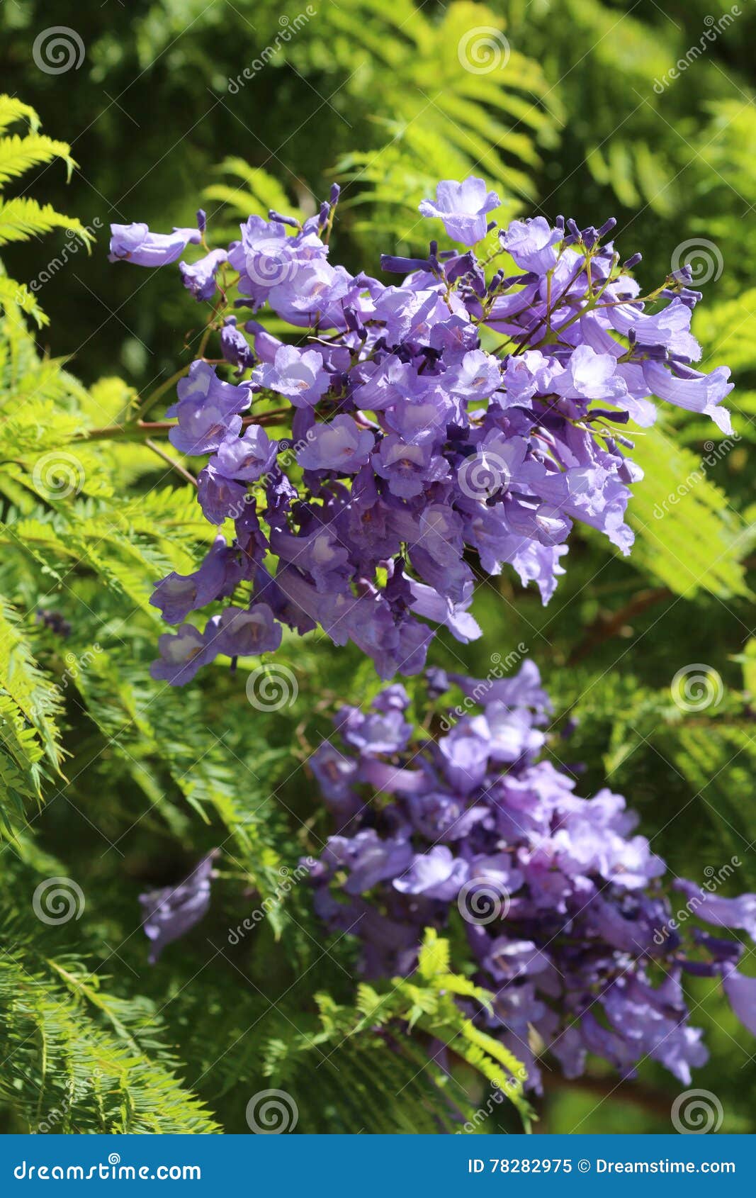 picture Jacaranda Mimosifolia Jacaranda Tree Leaves dreamstime com