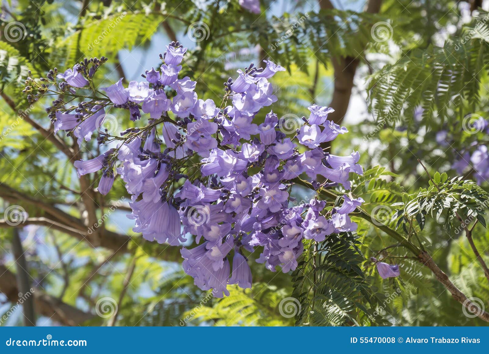 Jacaranda tree flowers stock photo. Image of leaves, bipinnate 55470008
