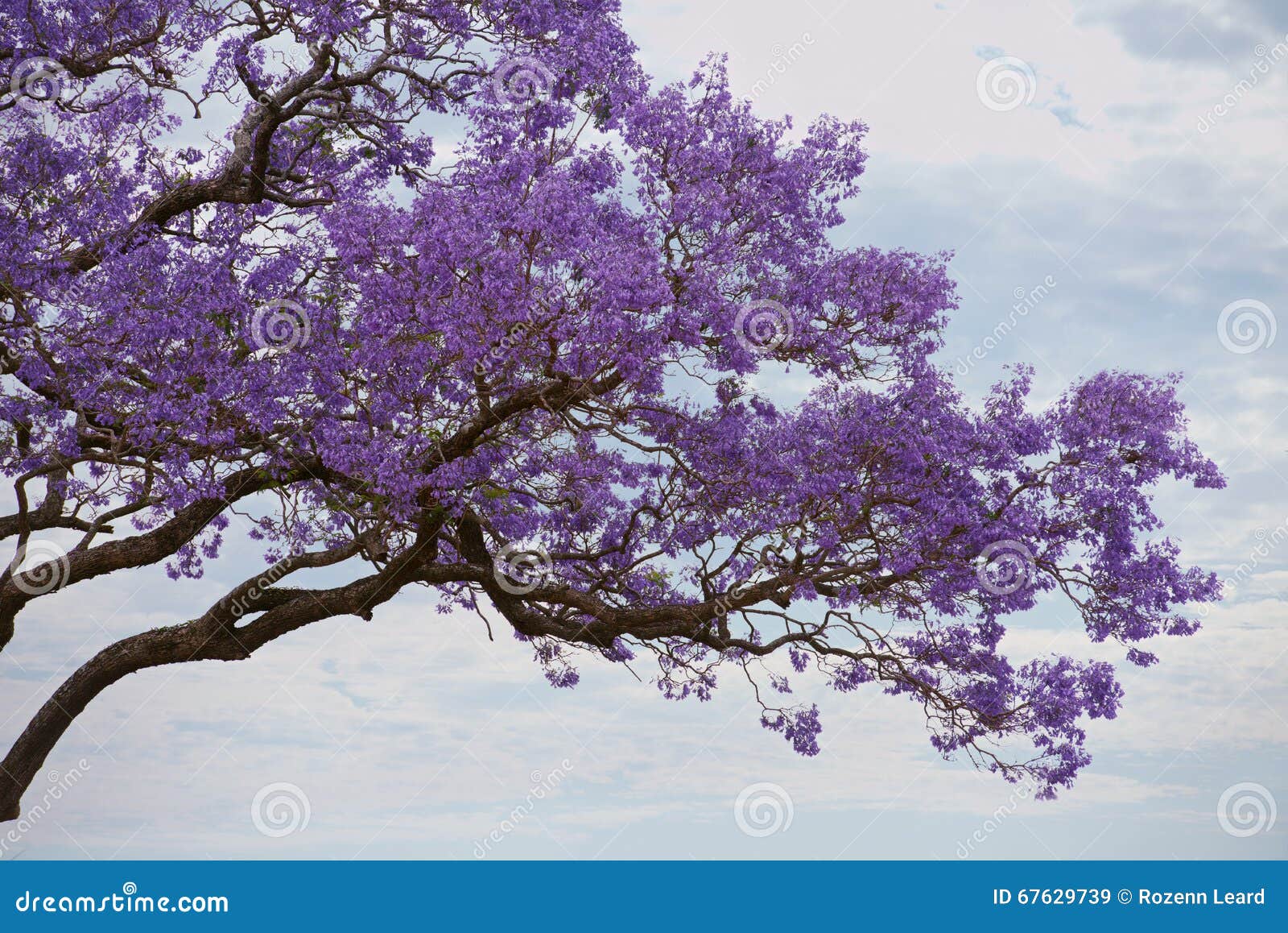 purple tree jacaranda purple tree jacaranda