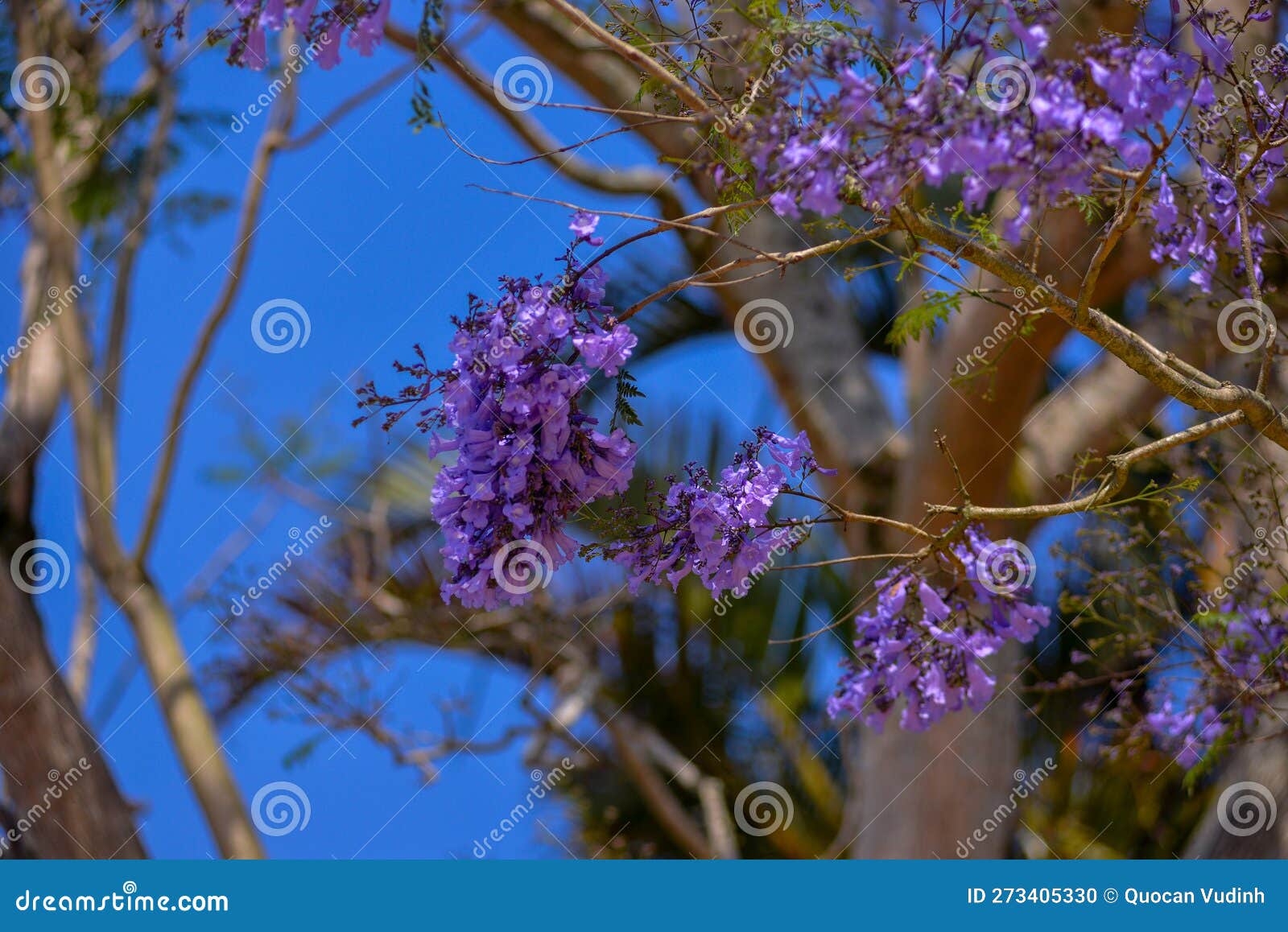 Jacaranda Tree in Maui, Hawaii Stock Photo - Image of nature, blossom