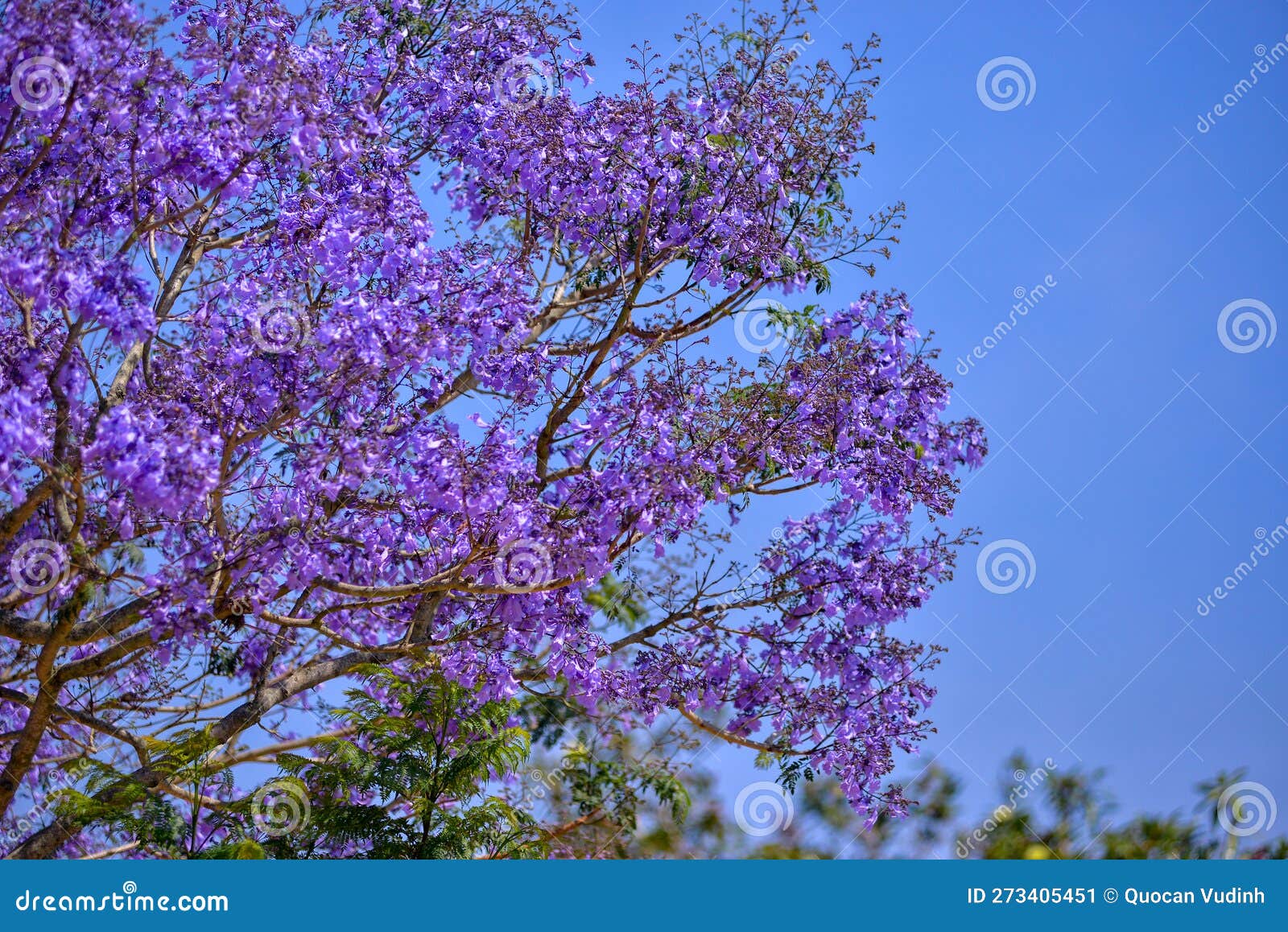 Jacaranda Tree in Maui, Hawaii Stock Image Image of horizontal