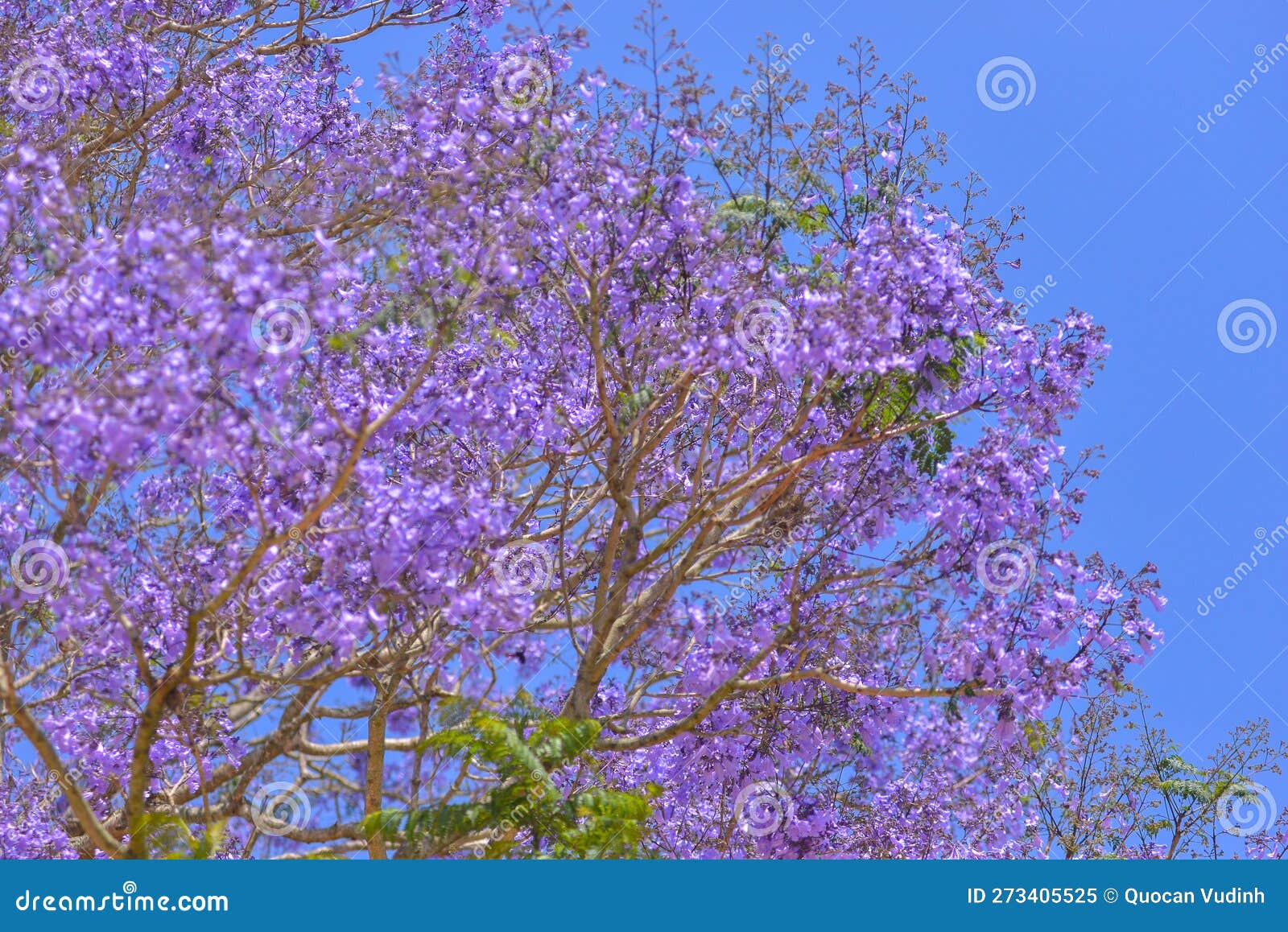 Jacaranda Tree in Maui, Hawaii Stock Image Image of flowers, leaf