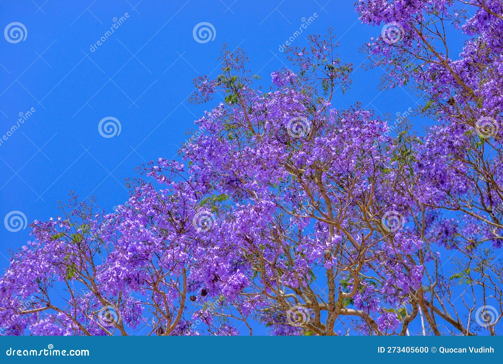 Jacaranda Tree in Maui, Hawaii Stock Photo - Image of wildflower, bloom