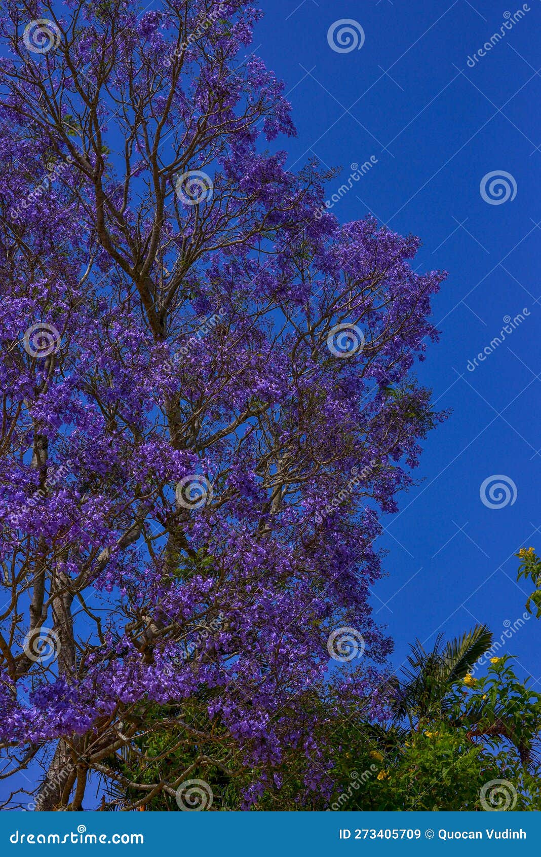 Jacaranda Tree in Maui, Hawaii Stock Image Image of color, nature