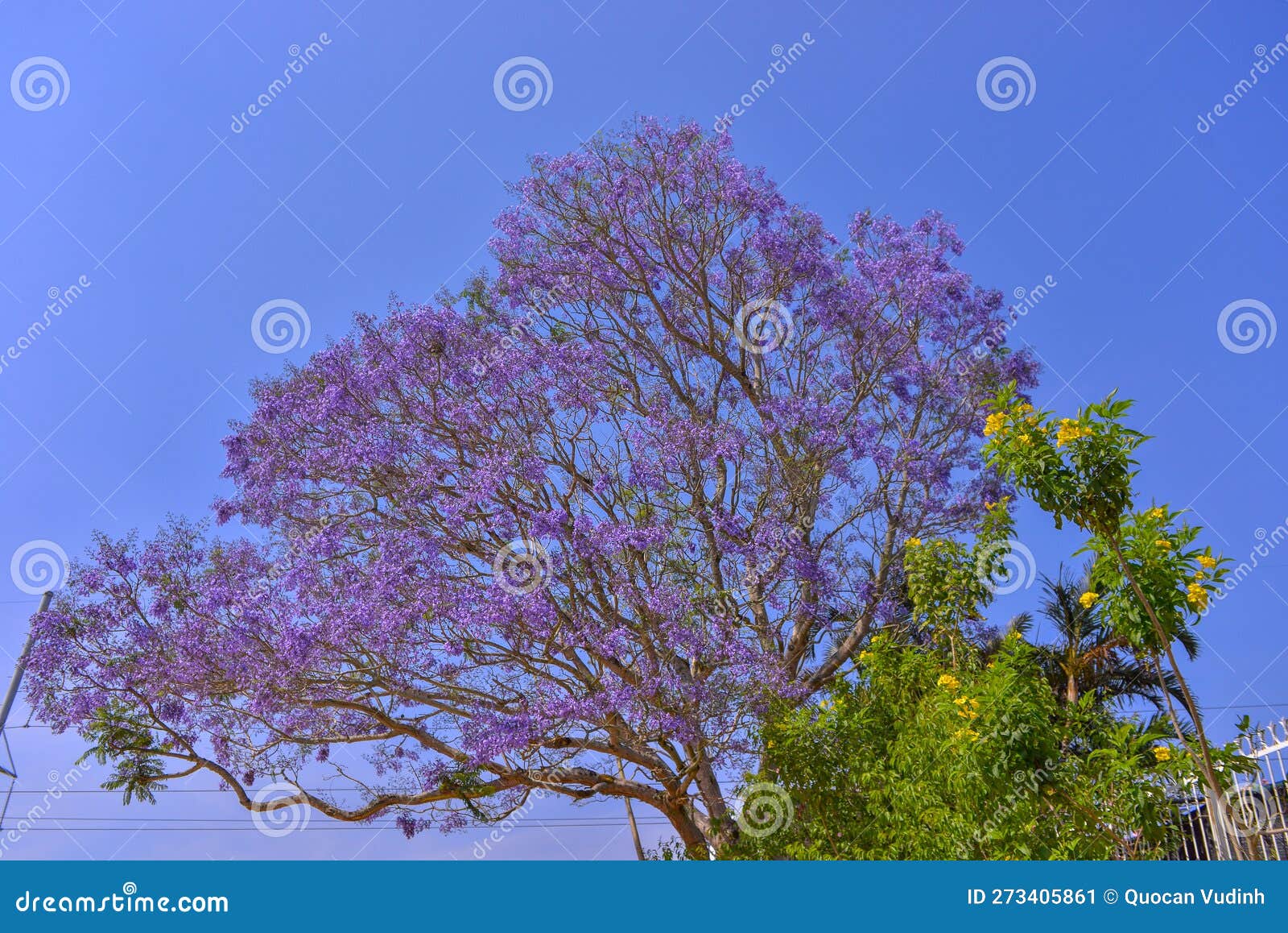 Jacaranda Tree in Maui, Hawaii Stock Image - Image of haleakala, hawaii