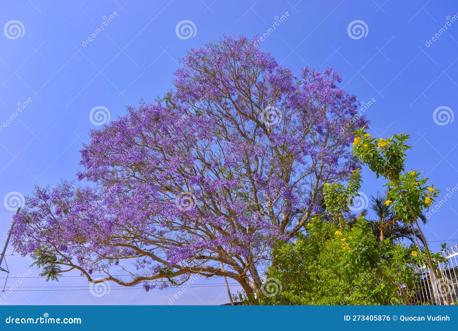 Jacaranda Tree in Maui, Hawaii Stock Photo Image of national, spring
