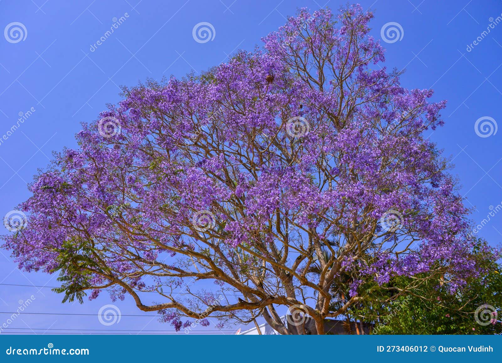 Jacaranda Tree in Maui, Hawaii Stock Photo Image of purple