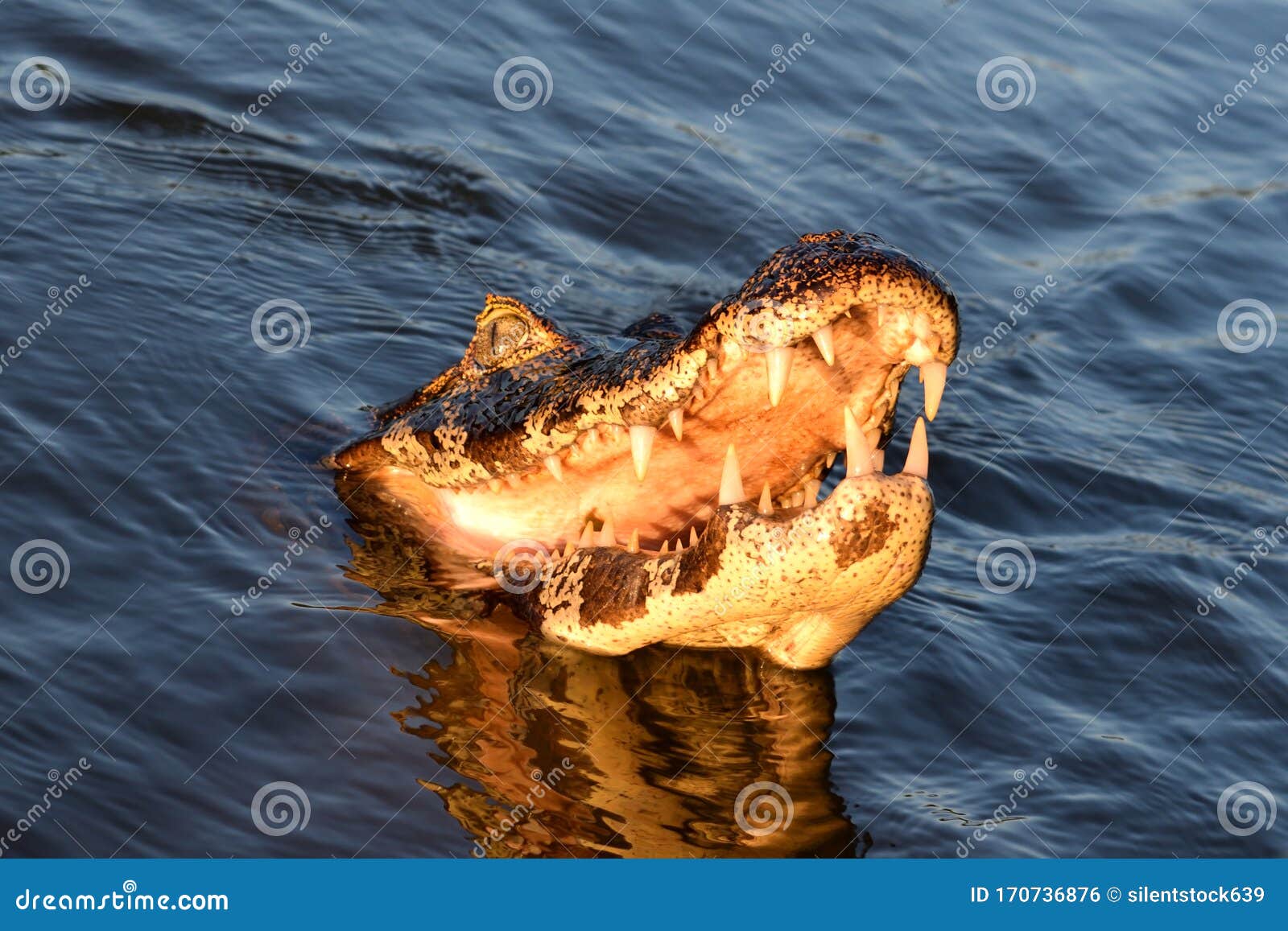 jacare caiman in rio cuiaba, pantanal, brazil