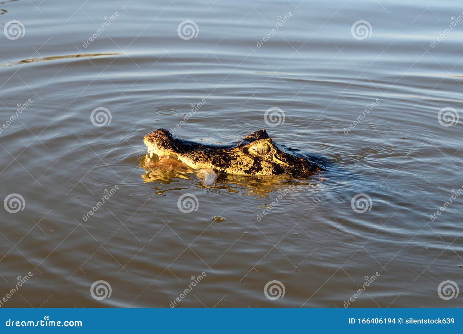 jacare caiman in rio cuiaba, pantanal, brazil.
