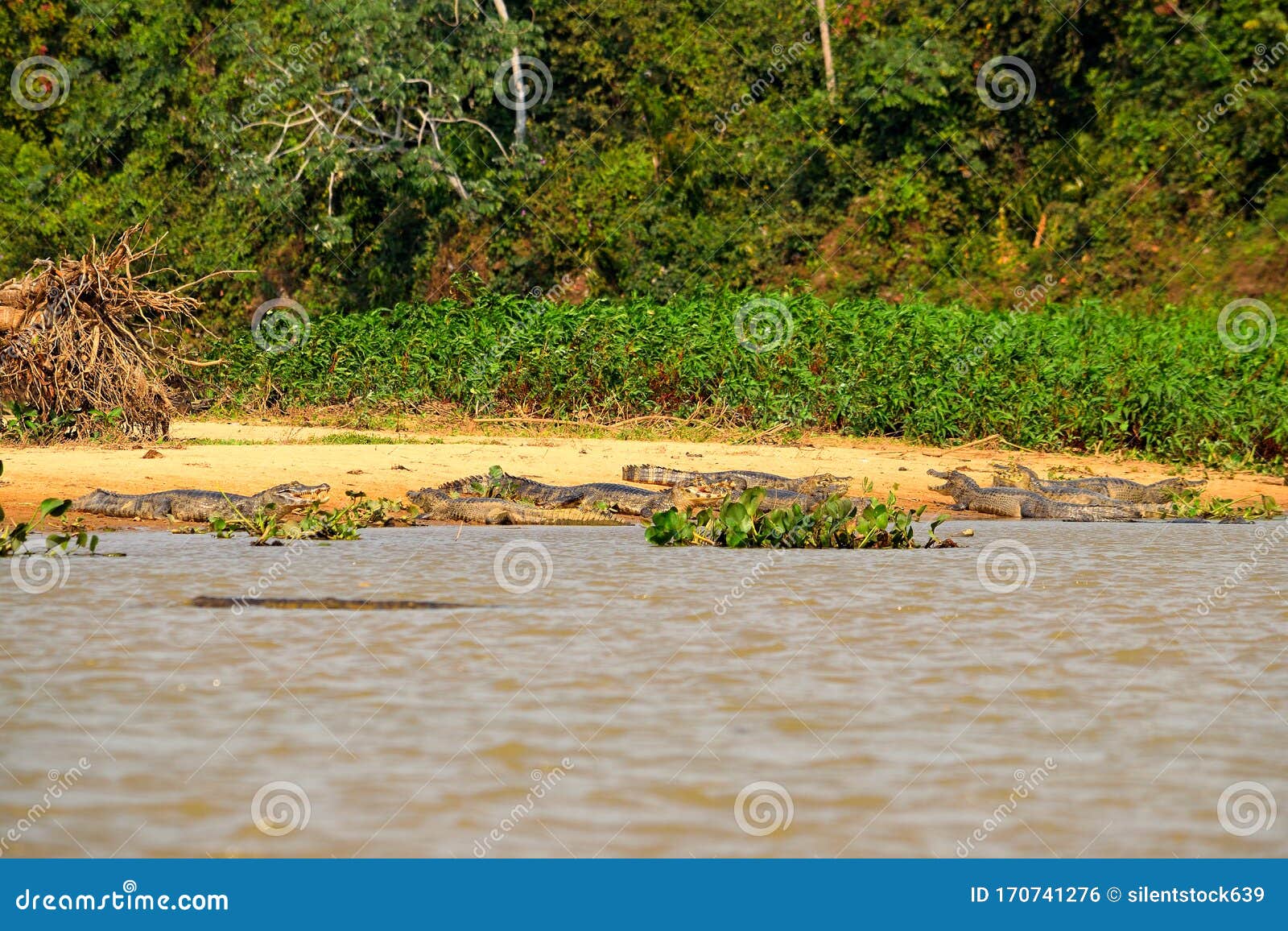 jacare caimans on rio cuiaba riverbank, pantanal