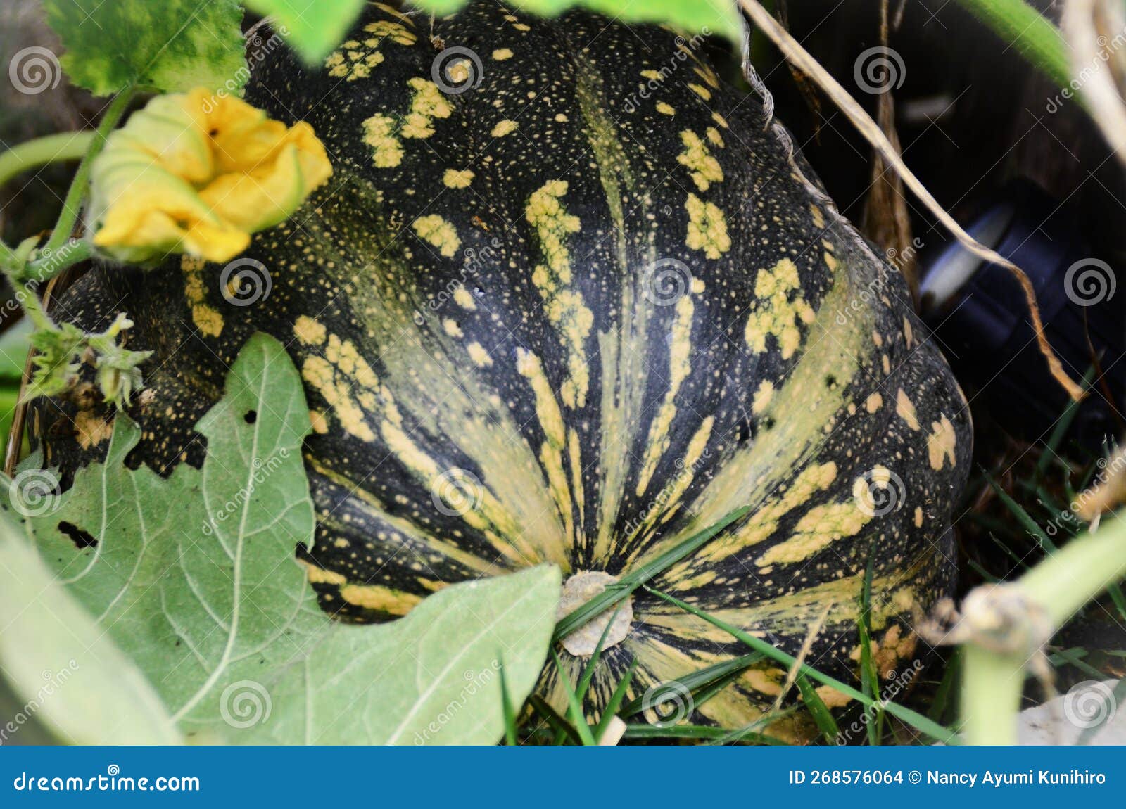 an alligator pumpkin growing amidst its leaves
