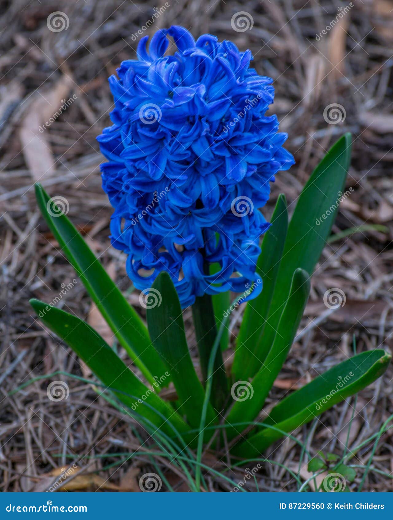 Jacinthe bleue photo stock. Image du neuf, paille, fleur - 87229560