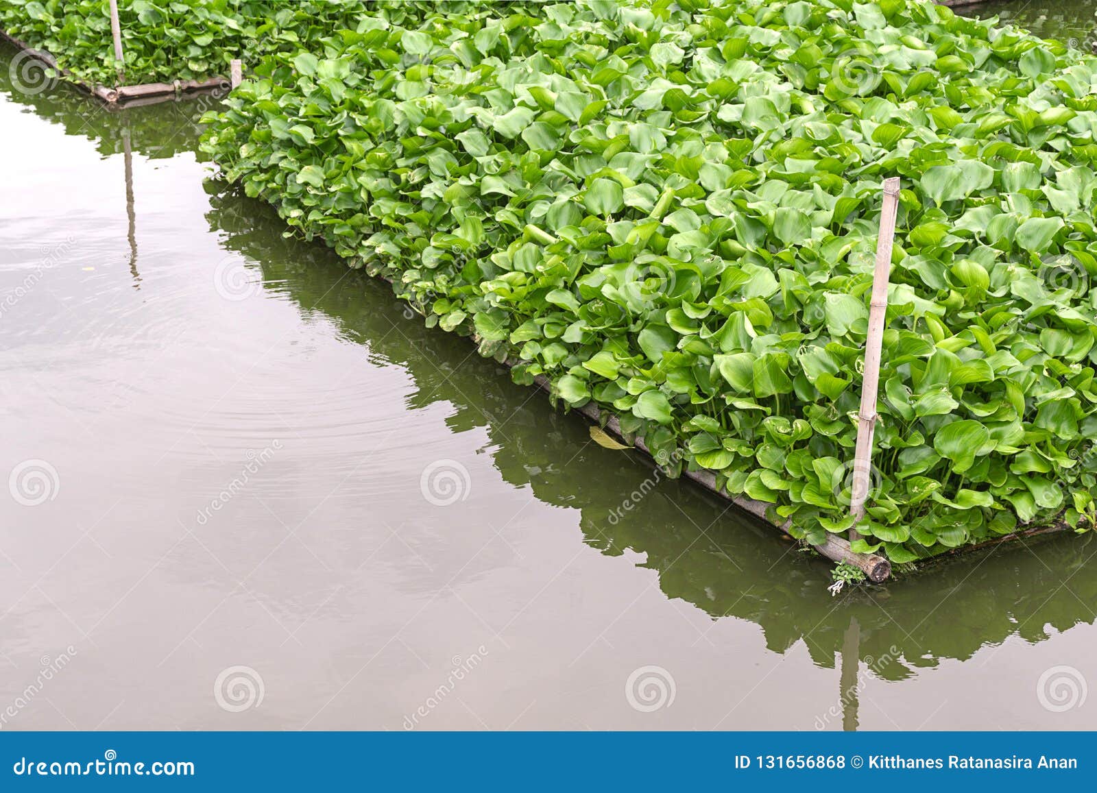 Jacinthe D'eau Commune, Crassipes D'Eichhornia, Indigène De Plante  Aquatique Au Bassin D'Amazone, Espèces Envahissantes Fortement Photo stock  - Image du nature, lame: 131656868