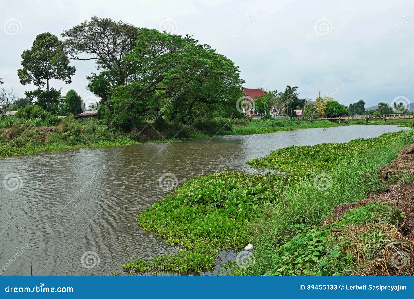 Jacinthe D'eau Commune, Le Bassin Envahissant D'Amazone De Mauvaise Herbe  Image stock - Image du jacinthe, commun: 89455133