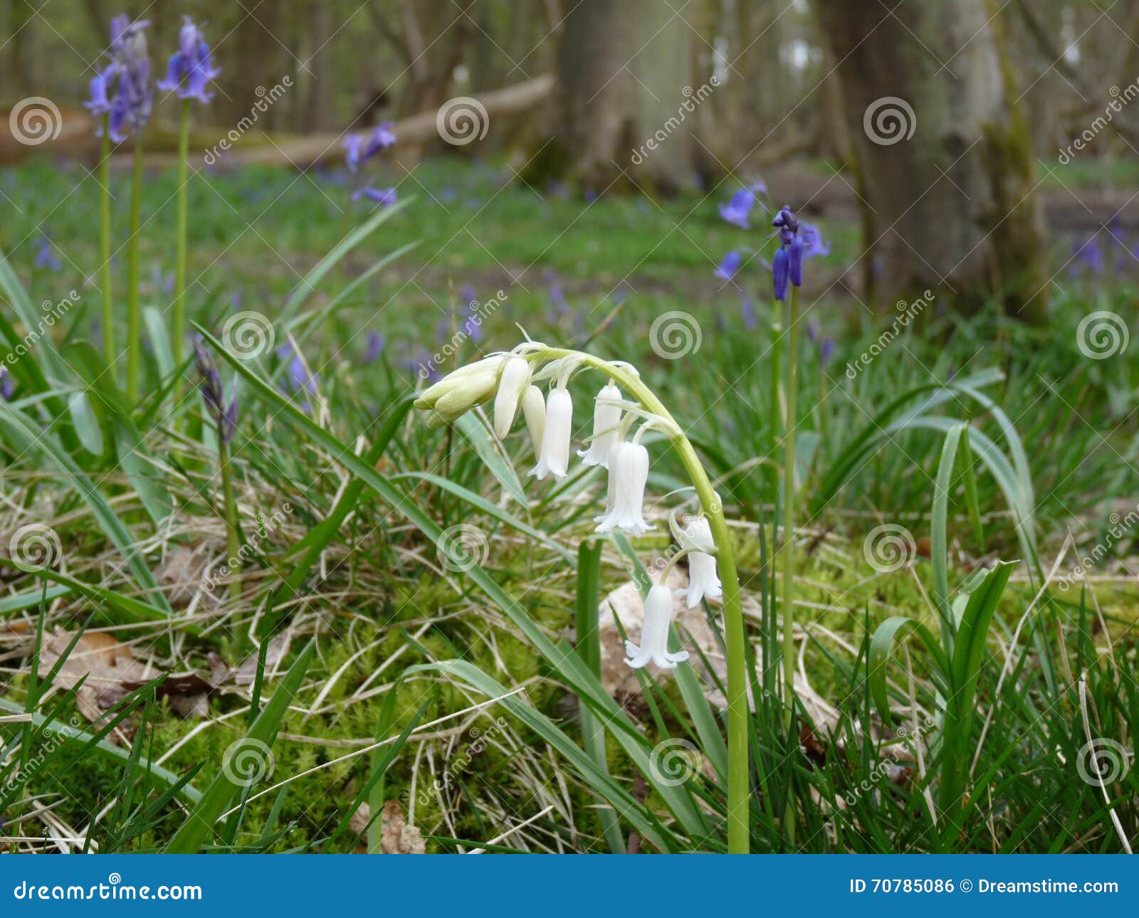 Jacinthe des bois blanche photo stock. Image du ressort - 70785086