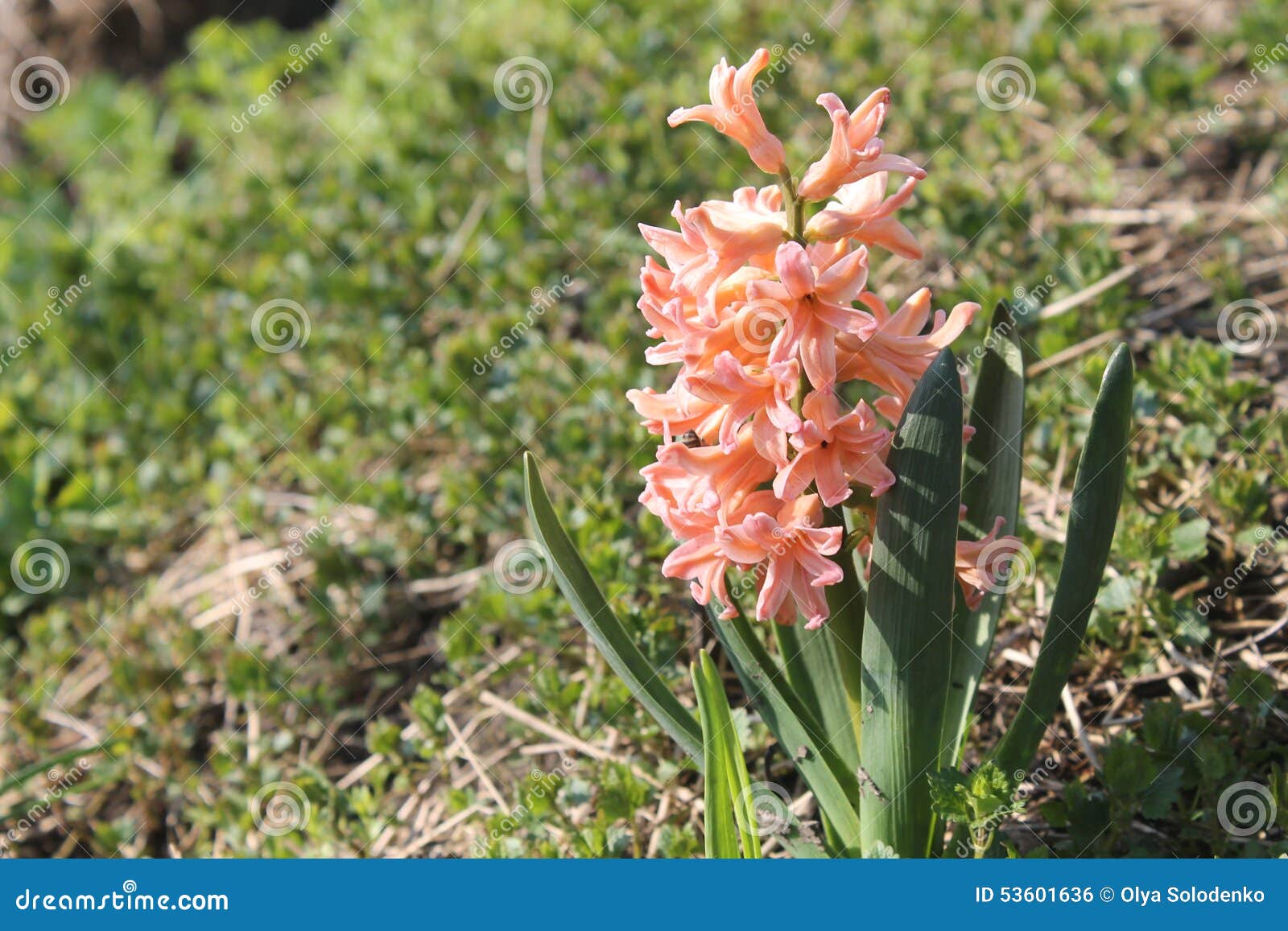 Jacinthe orange photo stock. Image du objet, fleur, jardin - 53601636