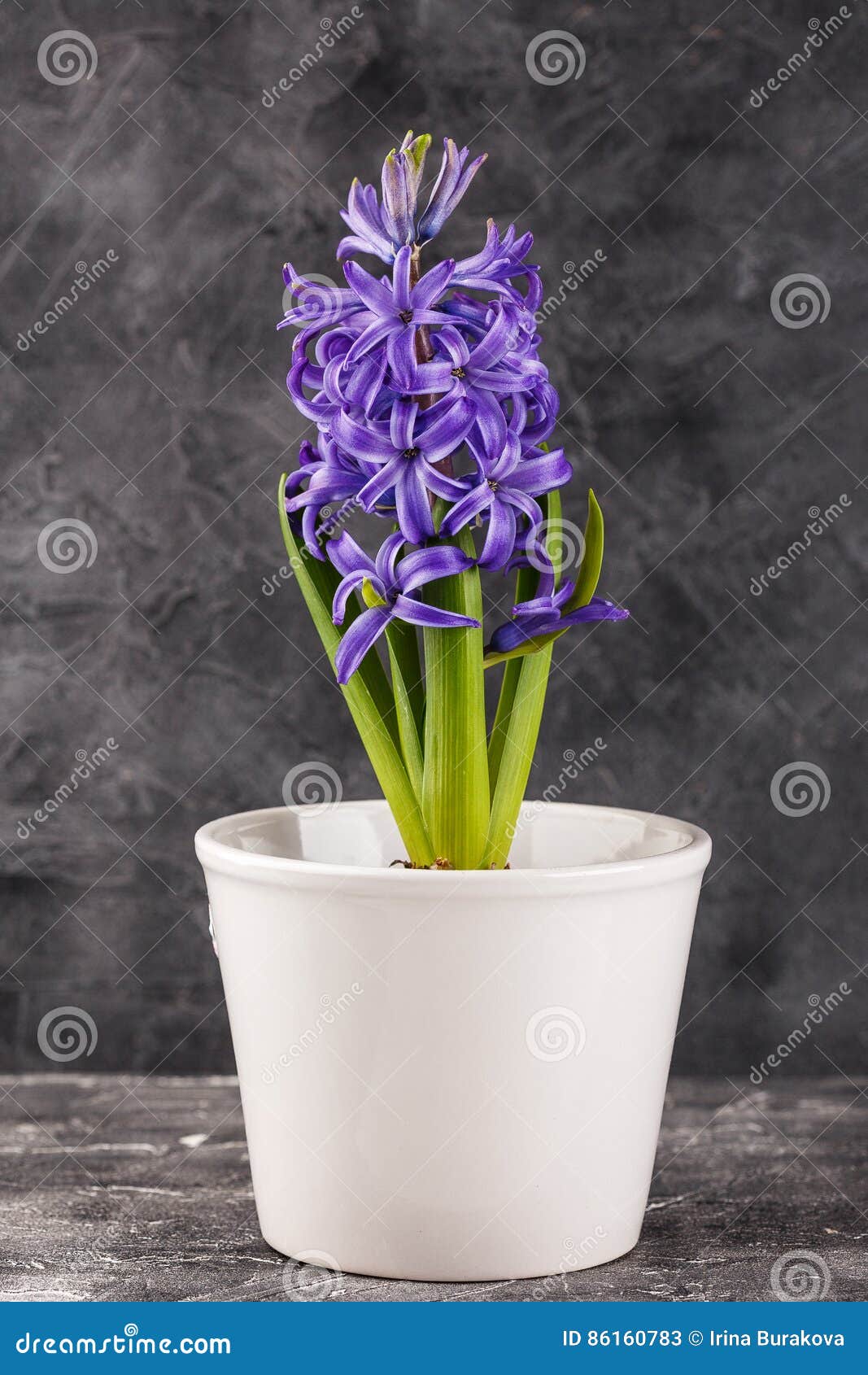 Jacinthe Violette Dans Le Pot De Fleur Image stock - Image du bleu,  vivacité: 86160783