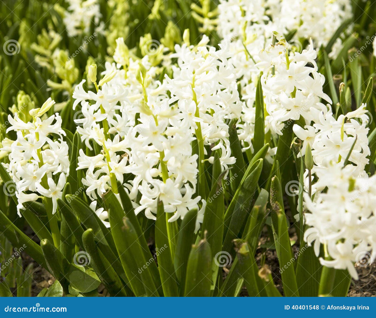 Jacinto blanco foto de archivo. Imagen de planta, florecimiento - 40401548
