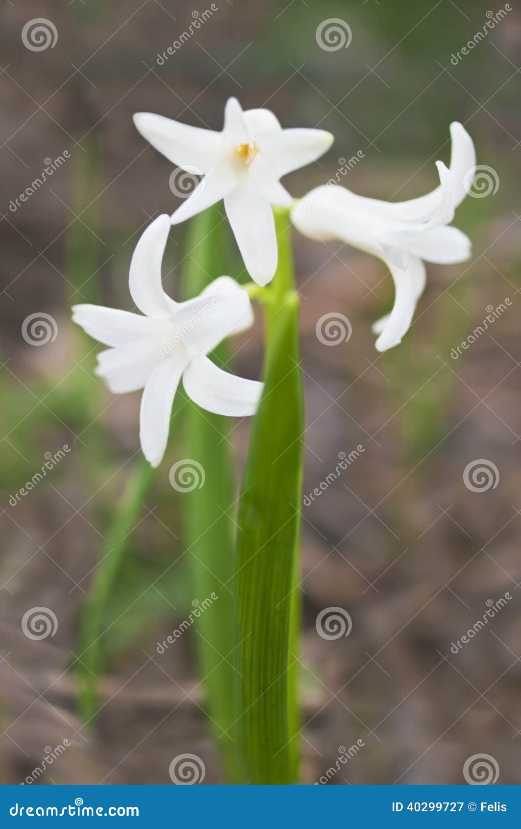 Jacinto branco na flor imagem de stock. Imagem de haste - 40299727