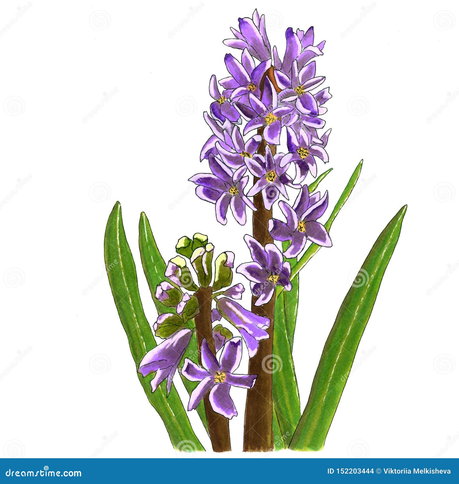 Jacinto Da Flor Da Mola Do Desenho Da Mão, Esboço Da Aquarela, Roxo  Ilustração Stock - Ilustração de florescer, nave: 152203444