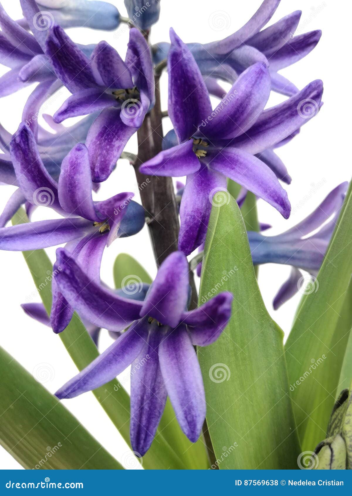 Jacinto roxo foto de stock. Imagem de roxo, planta, flor - 87569638