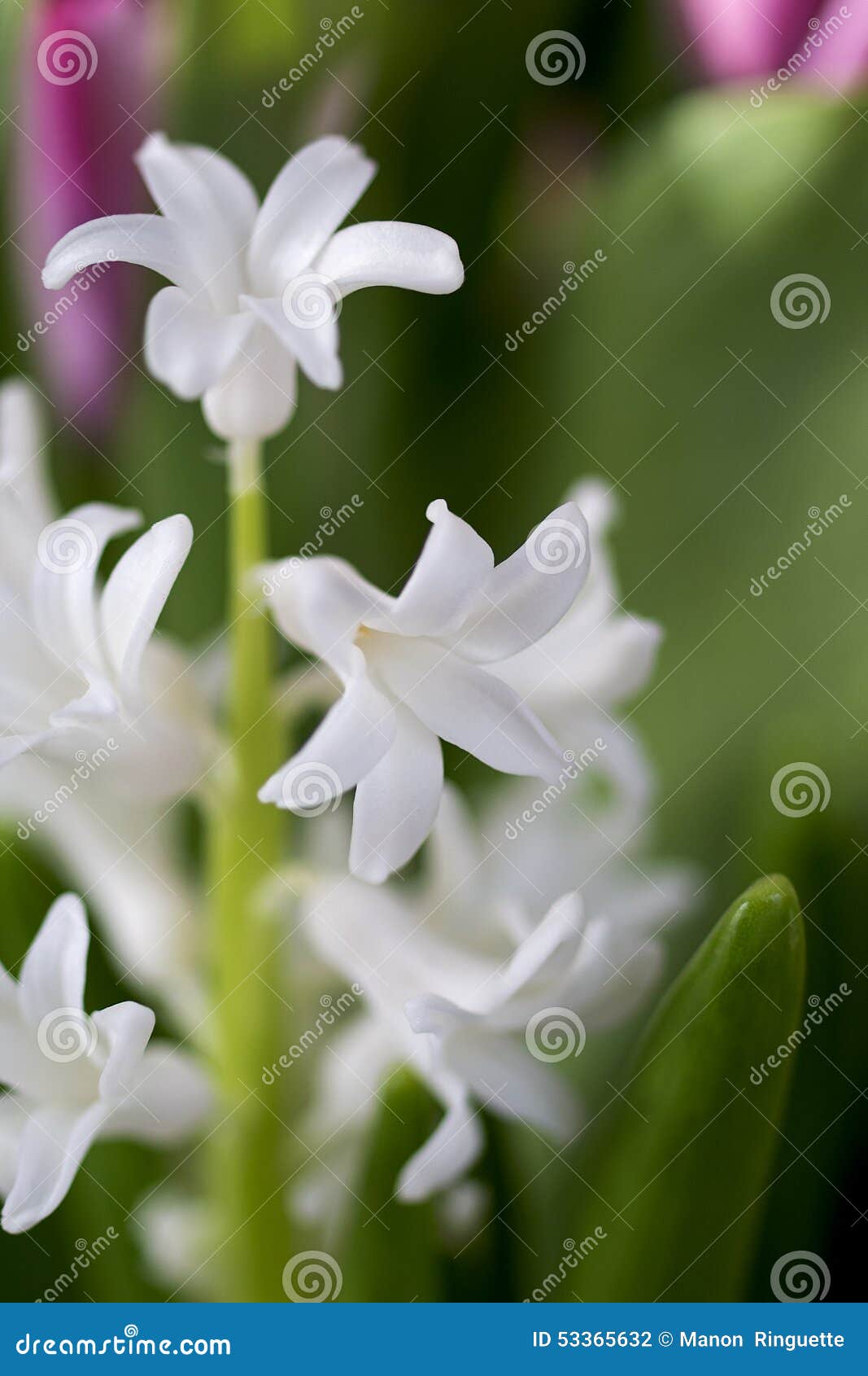 Jacintos de la primavera. Los jacintos en cualquier color son alegres y un signo positivo de la primavera en Norteamérica