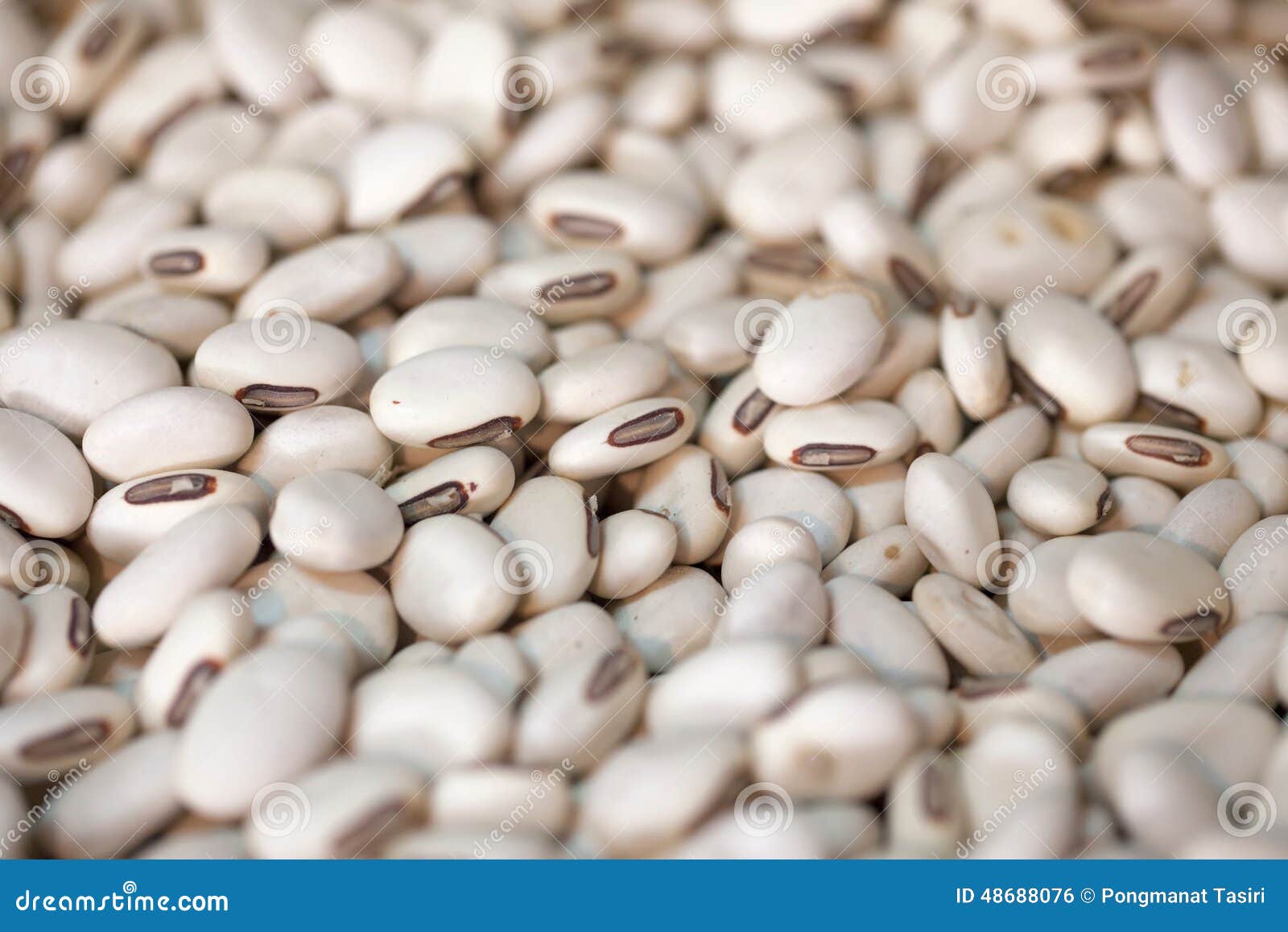 Jack Bean stock photo. Image of jack, gladiata, vegetables 48688076