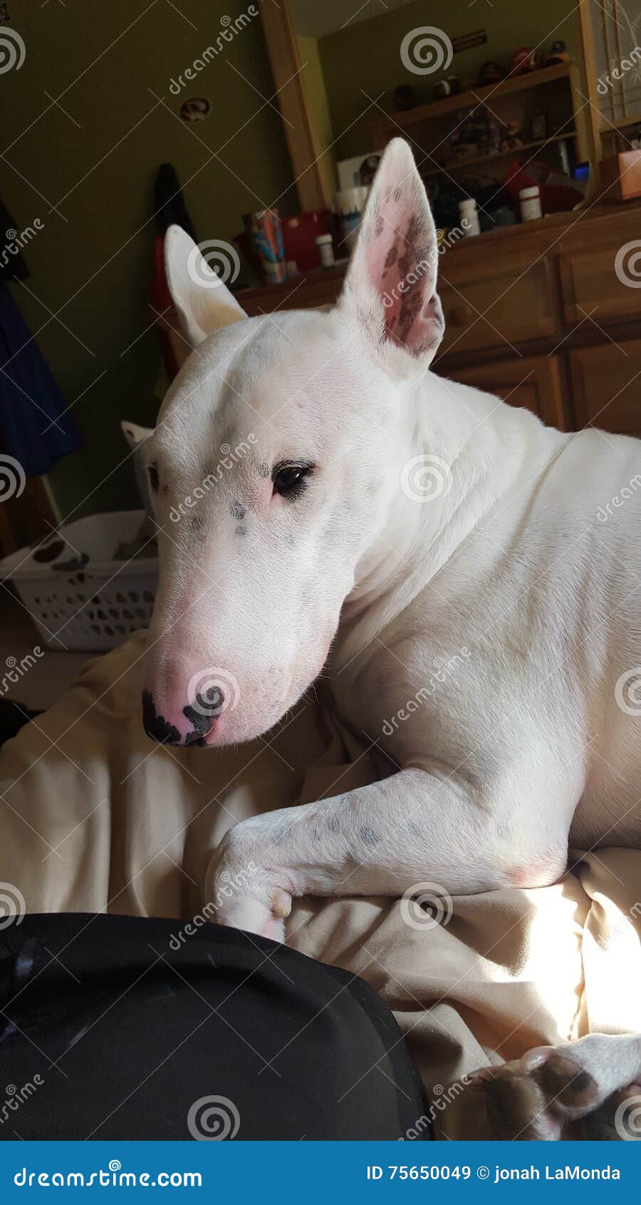 Jack stock image. Image of head, terrier, bull, jack 75650049