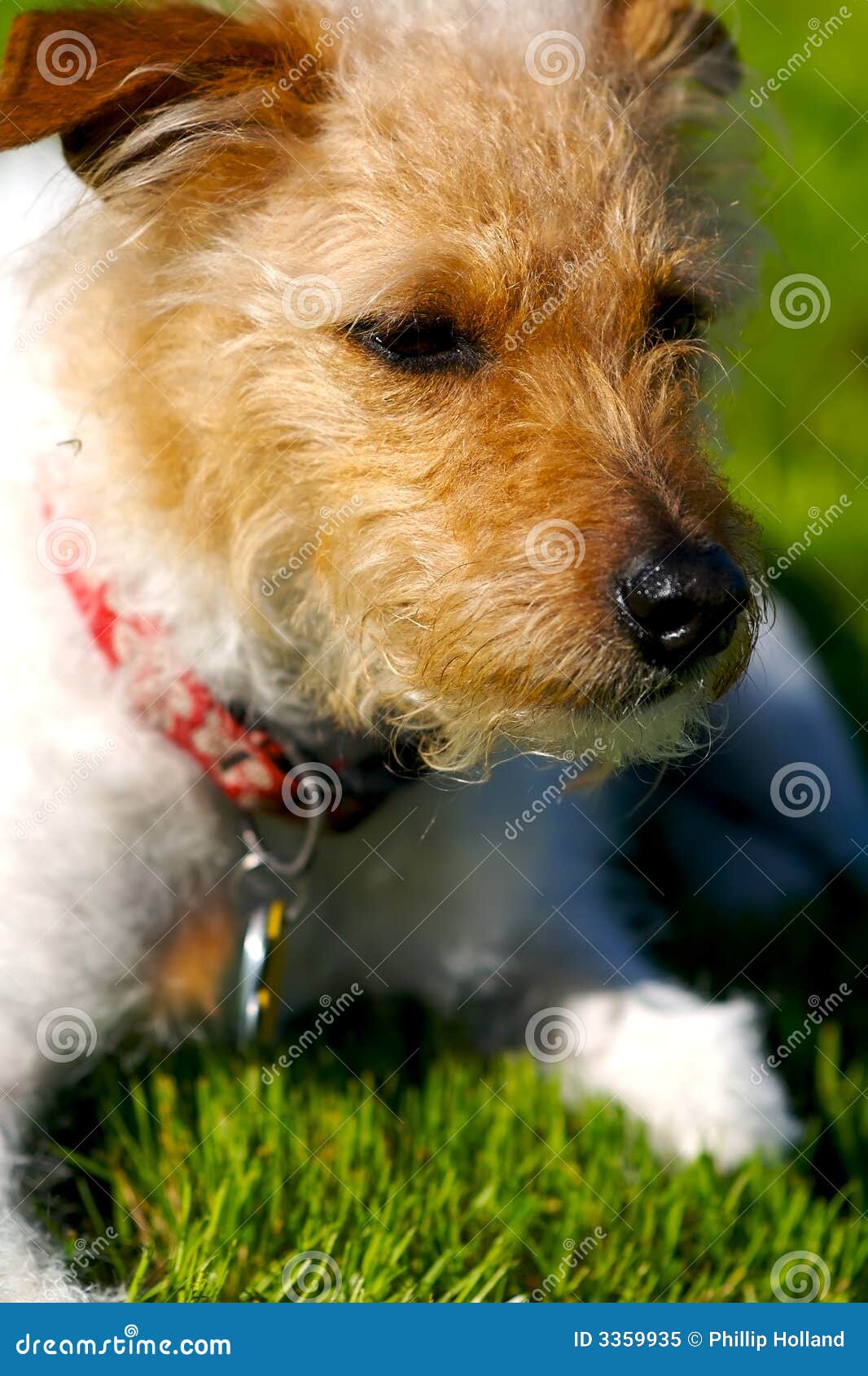 Jack di riposo. Un Terrier di massima intestato marrone del Jack Russell del cappotto con un prato inglese verde della sorgente nei precedenti.