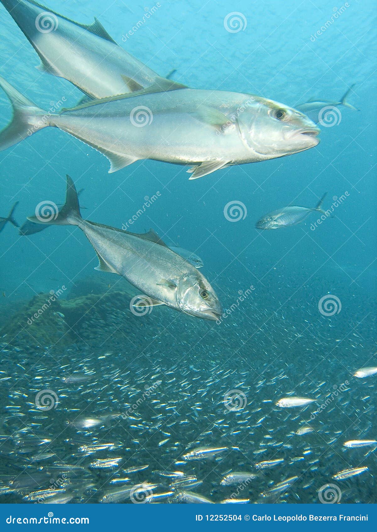 Jack fish eating stock photo. Image of hunting, food 12252504