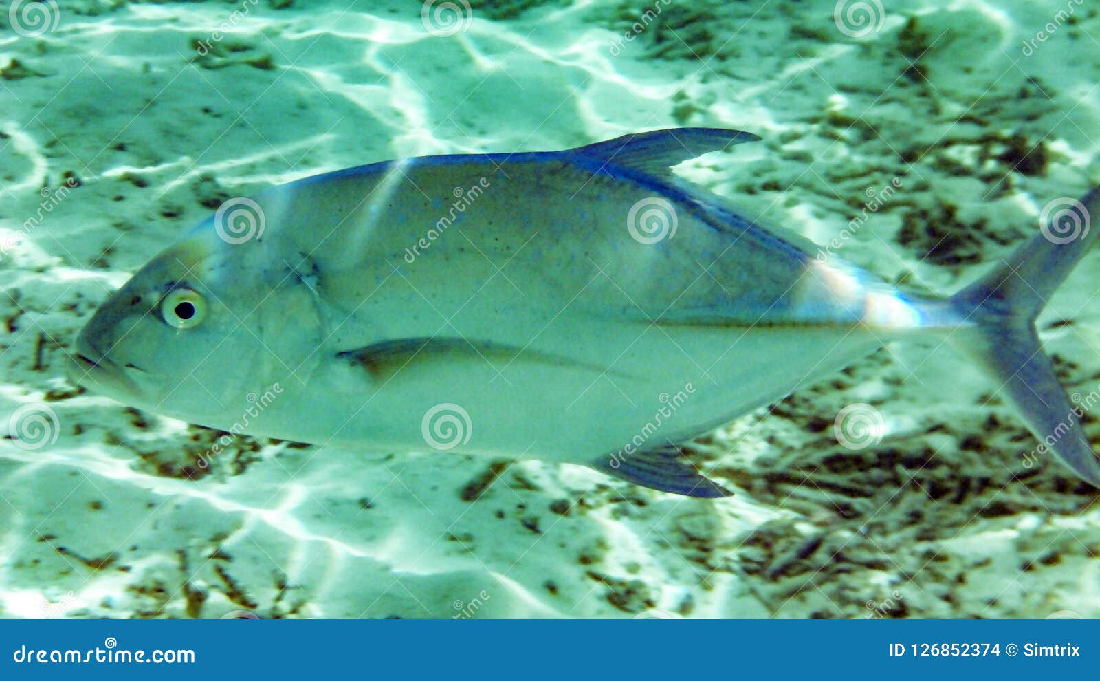 Jack fish in the maldives stock photo. Image of blue 126852374