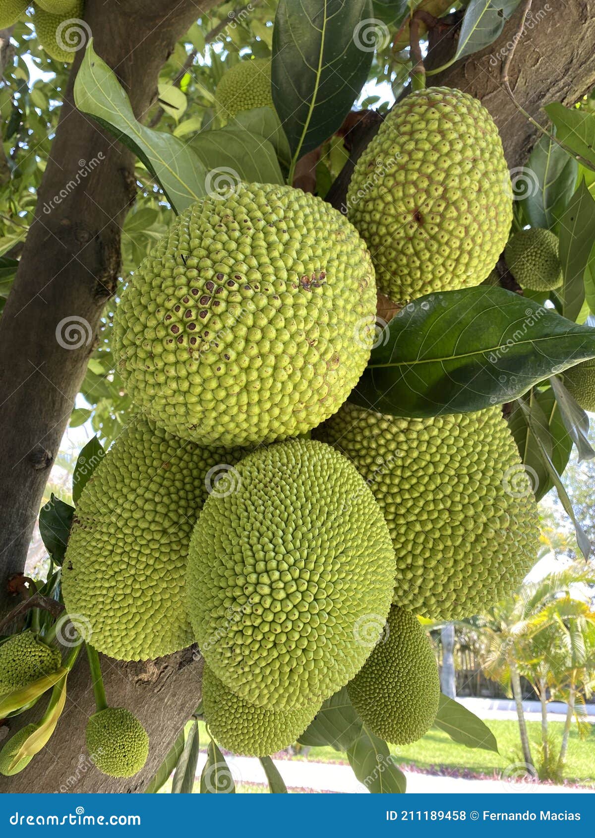 Jack Fruit, the Largest Fruit in the World. Delicious Green Fruit Stock