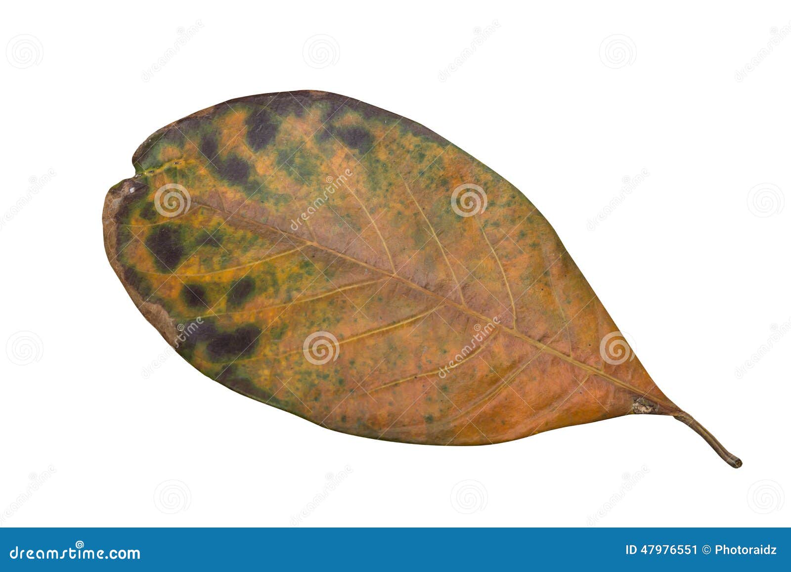 Jack Fruit leaves stock image. Image of bright, beauty 47976551