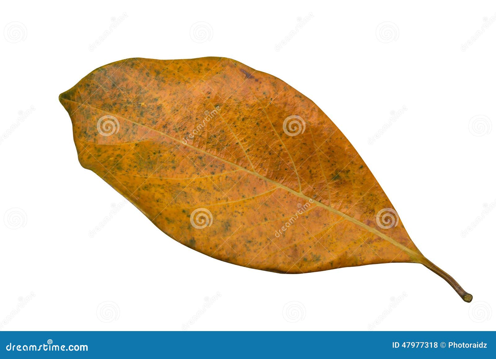 Jack Fruit leaves stock photo. Image of foliage, growth 47977318