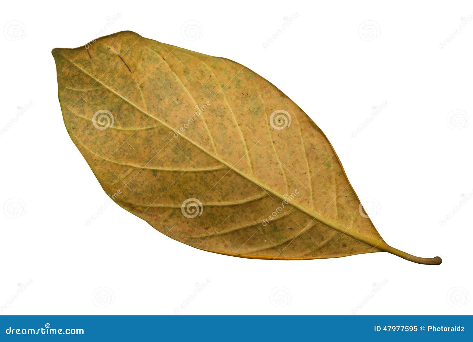 Jack Fruit leaves stock image. Image of freshness, close 47977595
